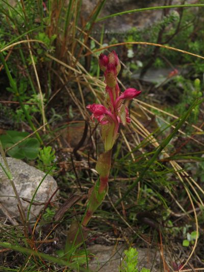 Satyrium situsanguinum, photographed by Jeremy Gilmore
