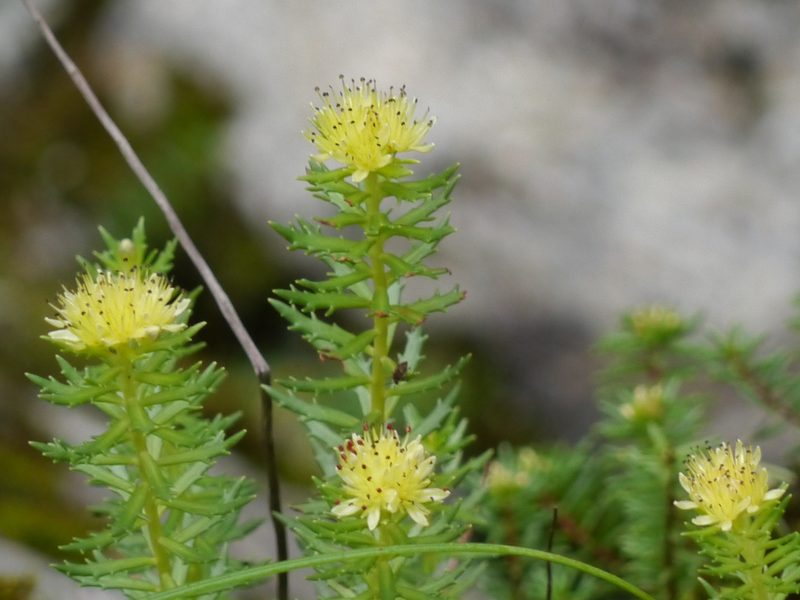 Rhodiola wallichiana, photographed by Dinesh Valke