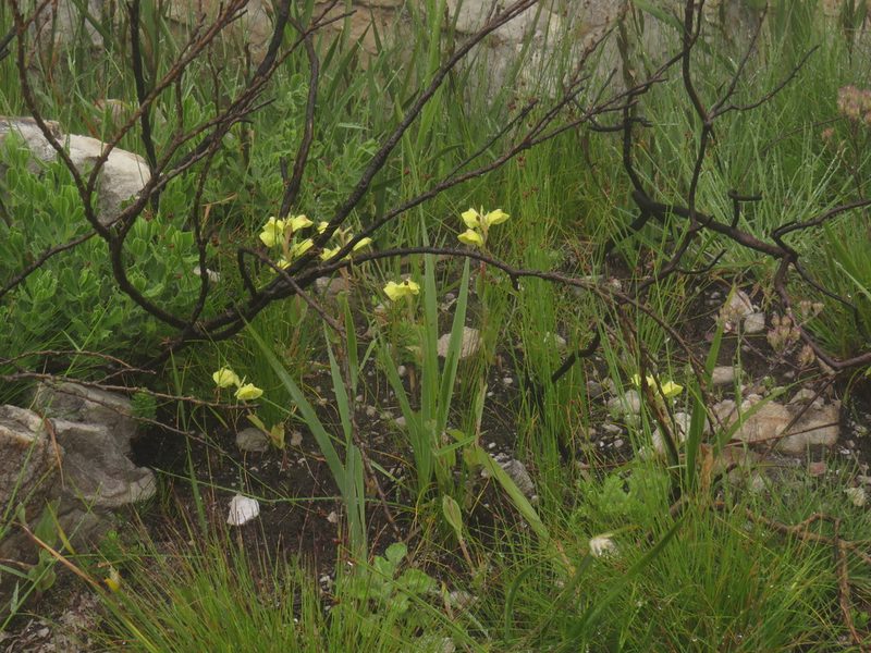 Pterygodium catholicum, photographed by Jeremy Gilmore
