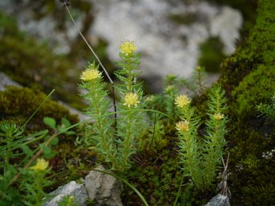 Rhodiola wallichiana, photographed by Dinesh Valke