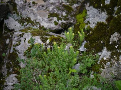 Rhodiola wallichiana, photographed by Dinesh Valke