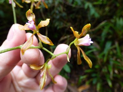 Cyrtochilum funis, photographed by Daniel van der Post