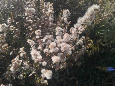Dittrichia viscosa, photographed by Noa