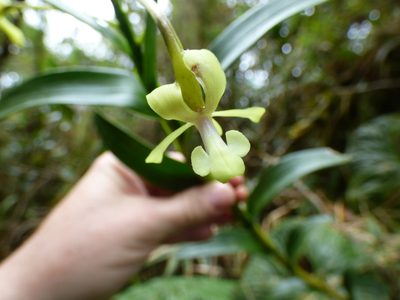 Epidendrum scytocladium, photographed by Daniel van der Post