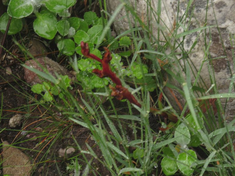 Disa ophrydea, photographed by Jeremy Gilmore