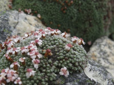 Muscosomorphe aretioides, photographed by Jeremy Gilmore