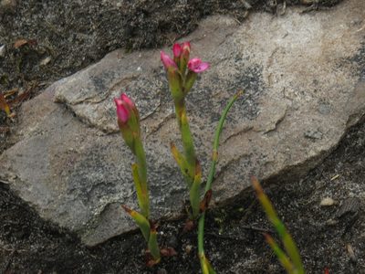 Disa vaginata, photographed by Jeremy Gilmore