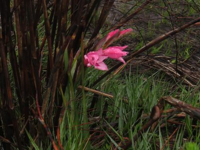 Gladiolus carneus, photographed by Jeremy Gilmore