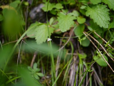 Juncus thomsonii, photographed by Dinesh Valke