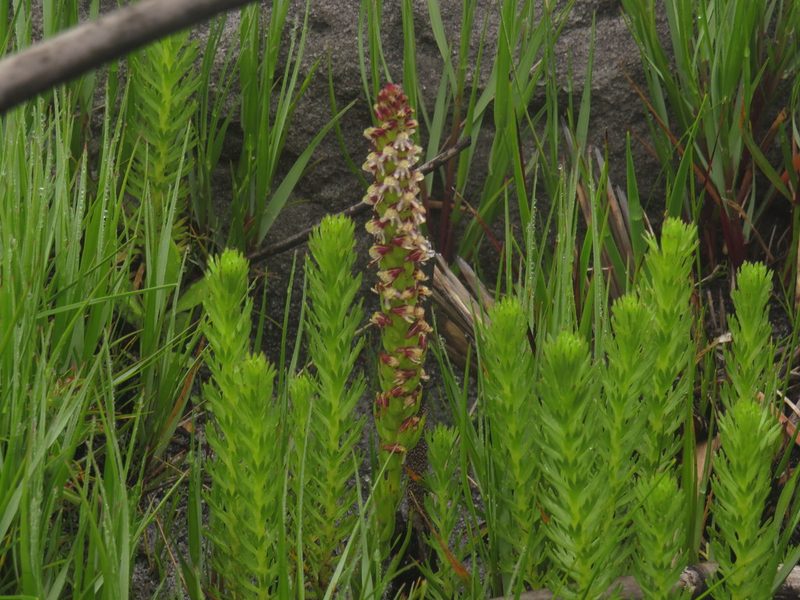 Disa obtusa, photographed by Jeremy Gilmore