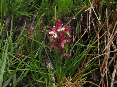 Disa albomagentea, photographed by Jeremy Gilmore