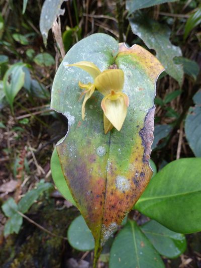 Pleurothallis siphoglossa, photographed by Daniel van der Post