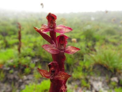 Disa ophrydea, photographed by Jeremy Gilmore