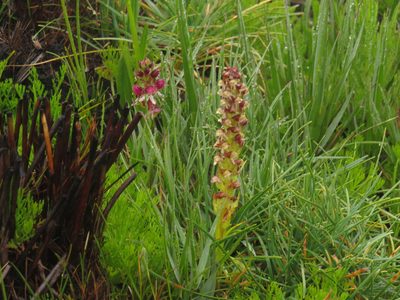 Disa obtusa, photographed by Jeremy Gilmore