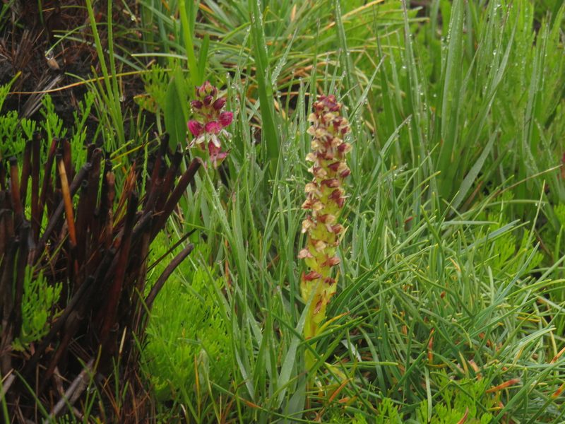 Disa albomagentea, photographed by Jeremy Gilmore