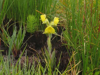 Pterygodium acutifolium, photographed by Jeremy Gilmore