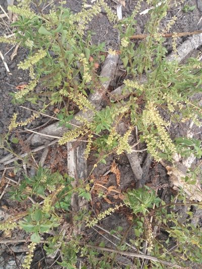 Basilicum polystachyon, photographed by ONG SOS Biodiversity