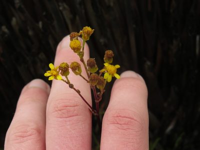Senecio subcanescens, photographed by Jeremy Gilmore