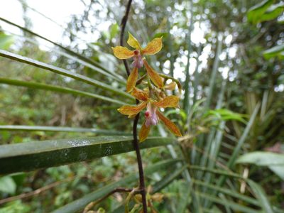 Cyrtochilum funis, photographed by Daniel van der Post
