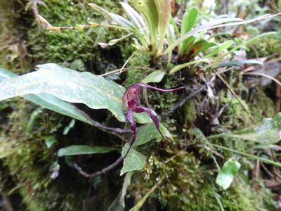 Masdevallia heteroptera, photographed by Daniel van der Post