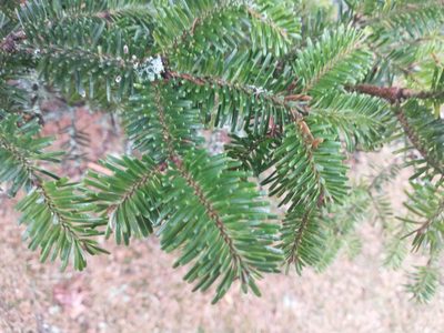 Abies fraseri, photographed by Drew Meyer