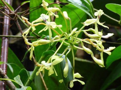 Epidendrum scytocladium, photographed by Daniel van der Post