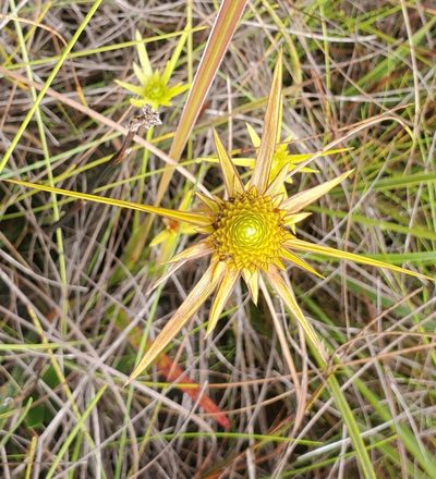 Xyris involucrata, photographed by Laura Gaudette