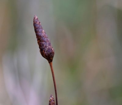 Xyris caroliniana, photographed by Kim