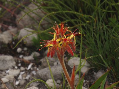 Dilatris viscosa, photographed by Jeremy Gilmore