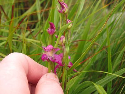Disperis paludosa, photographed by Jeremy Gilmore