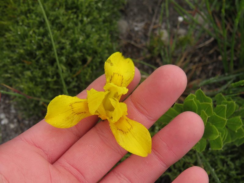 Moraea neglecta, photographed by Jeremy Gilmore