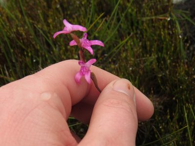 Disa inflexa, photographed by Jeremy Gilmore