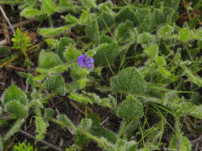 Psoralea asarina, photographed by Jeremy Gilmore