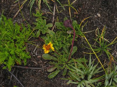 Dimorphotheca montana, photographed by Jeremy Gilmore