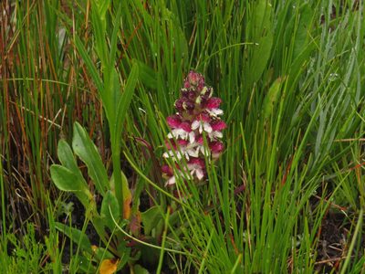 Disa albomagentea, photographed by Jeremy Gilmore