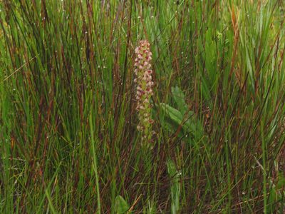 Disa obtusa, photographed by Jeremy Gilmore