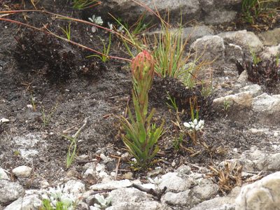 Ceratandra globosa, photographed by Jeremy Gilmore