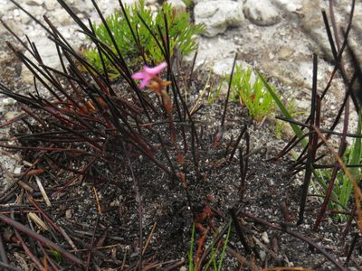 Disa inflexa, photographed by Jeremy Gilmore