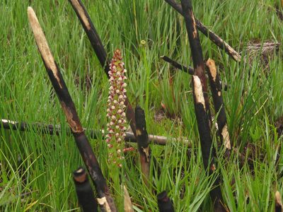 Disa obtusa, photographed by Jeremy Gilmore