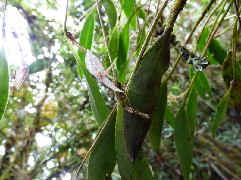 Pleurothallis pulvinaris, photographed by Daniel van der Post