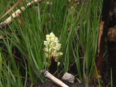 Disa albomagentea, photographed by Jeremy Gilmore