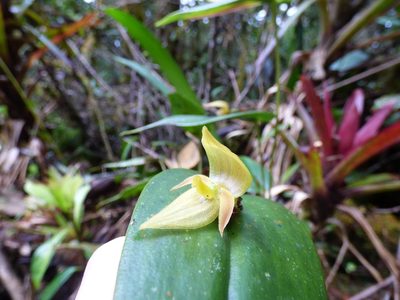 Pleurothallis siphoglossa, photographed by Daniel van der Post