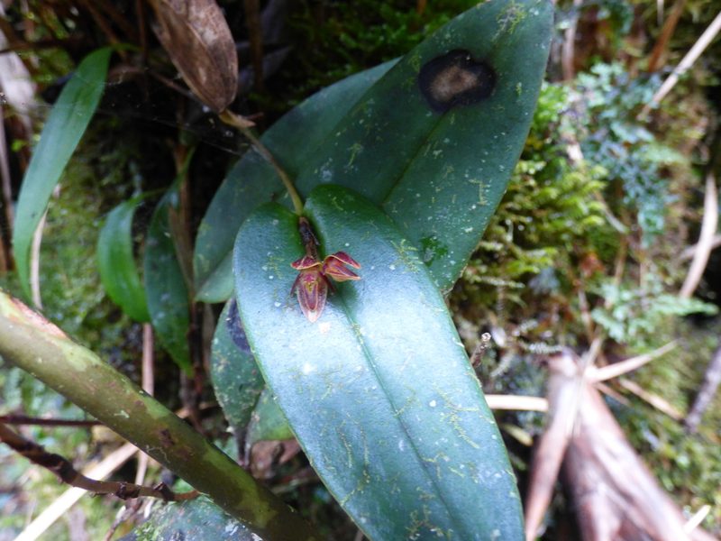 Pleurothallis matudana, photographed by Daniel van der Post