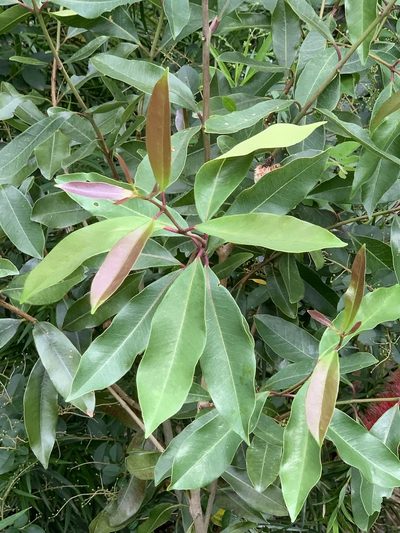 Syzygium guineense, photographed by Dave Richardson