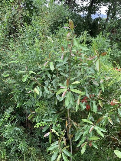 Syzygium guineense, photographed by Dave Richardson