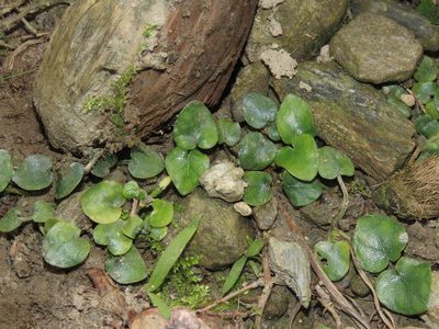 Geophila herbacea, photographed by chiuluan
