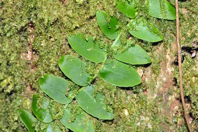 Marcgravia rectiflora, photographed by Tom Kennedy