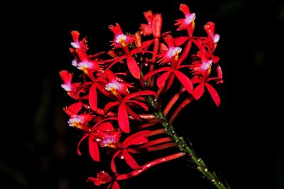 Epidendrum tulcanense, photographed by Tom Kennedy