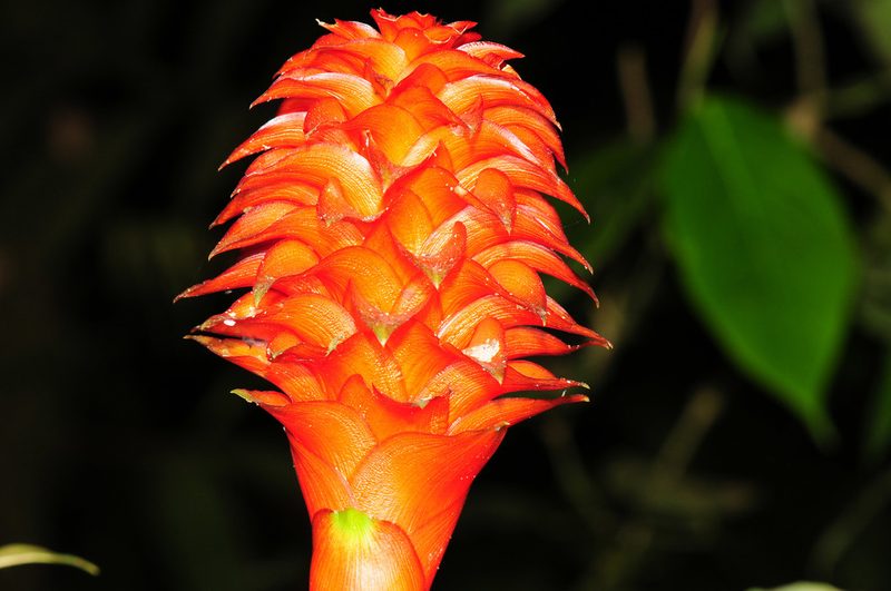 Pitcairnia nigra, photographed by Tom Kennedy