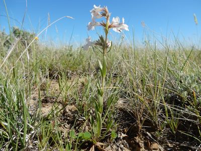Penstemon albidus, photographed by Matt Lavin